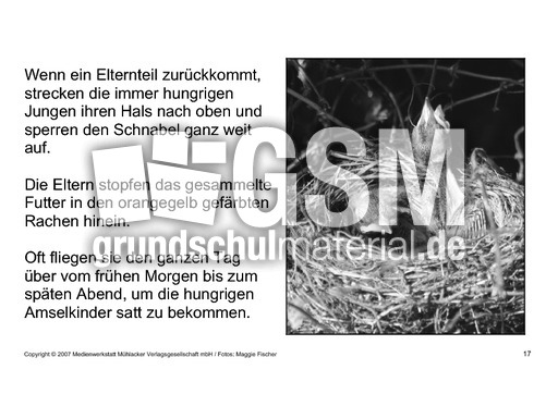 Bilderbuch-Amsel-SW-17.pdf